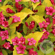 Weigela florida Jean's Gold 40-60 cm 3,0L
