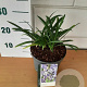 Agapanthus 'Charlotte' GM C3