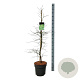 Acer pal. 'Dissectum' 100-125 cm 14L