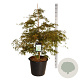 Acer pal. 'Dissectum' 100-125 cm cont. 55L extra
