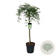 Acer pal. 'Dissectum' 90 cm stam 14L