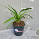 Agapanthus Double Diamond GM 2,0L