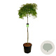Acer pal. 'Dissectum' 160 cm stam cont. 55L