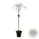 Acer pal. 'Garnet' 160 cm stam 30L