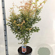 Acer pal. 'Katsura' 60-70 cm 10L