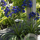 Agapanthus Everpanthus Midnight Sky GM 2,0L