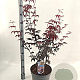 Acer pal. 'Red Emperor' 80-100 cm 10L