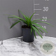 Agapanthus Fireworks GM 2,0L