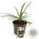 Agapanthus Fireworks GM 2,0L
