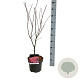 Acer pal. 'Skeeter's Broom' 50-60 cm 5,0L