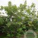 Acer pseudoplatanus 400-450 cm draadkluit meerstammig