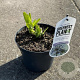 Agapanthus 'Sunfield' 25-30 cm 3,0L