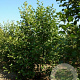 Alnus glutinosa 400-450 cm draadkluit meerstammig