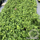 Anemone h. 'Prinz Heinrich' GM 2,0L