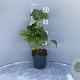 Anemone h. 'September Charm' GM 2,0L