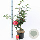 Camellia j. 'Dr King' 60-70 cm 5,0L