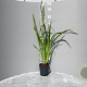 Iris ensata GM 2,0L