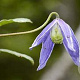 Clematis alpina 60-65 cm rozenpot 2L