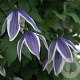 Clematis 'Blue Eclipse' 80 cm rozenpot 2L