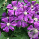 Clematis 'Etoile Violette' 150-175 cm vierkant rond 5,5L