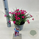 Rhodohypoxis milloides 'Paula' 10-15 cm P13