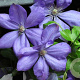 Clematis 'Mrs Cholmondeley' 80 cm rozenpot 2L