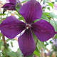 Clematis 'Negritjanka' 80 cm rozenpot 2L
