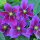 Clematis 'Varenne' 80 cm rozenpot 2L