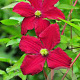 Clematis 'Vitiwester' 80 cm rozenpot 2L