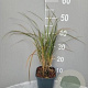Anemanthele lessoniana GM 2,0L