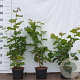 Corylus avellana 80-100 cm 2,0L