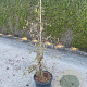 Corylus a. 'Contorta' 100-125 cm 20L