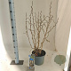 Corylus a. 'Twister' 60-70 cm 5,0L