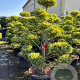 Cedrus deod. 'Aurea' 150-200 cm container bonsai