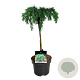 Cedrus deod. 'Feelin' Blue' 150-200 cm container bonsai