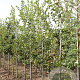 Crataegus persimilis 'Splendens' 6-8 HO draadkluit