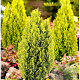 Chamaecyparis l. 'Ellw. Gold' 30-40 cm 3,0L