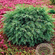 Chamaecyparis l. 'Globosa' 30-40 cm 3,0L
