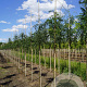 Gleditsia triac. 'Skyline' 8-10 HO draadkluit