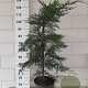 Cupressocyparis leylandii 90-100 cm 10L