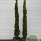 Cupressus sempervirens 175 cm op container