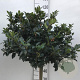 Ilex meserv. Blue Maid 60 cm stam 15L