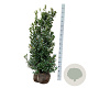 Ilex meserv. Heckenfee 100-125 cm met kluit extra