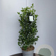Ilex meserv. Heckenfee 200-250 cm draadkluit struik
