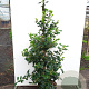 Ilex 'Nellie R. Stevens' 175-200 cm 15L