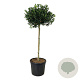Ilex 'Nellie R. Stevens' 120 cm stam cont. 90L extra
