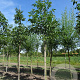 Juglans regia 20-25 HO draadkluit