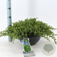 Juniperus procumbens 'Nana' 30-40 cm 7L