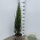 Juniperus s. 'Blue Arrow' 50-60 cm 3,0L