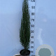 Juniperus s. 'Blue Arrow' 50-60 cm 3,0L
